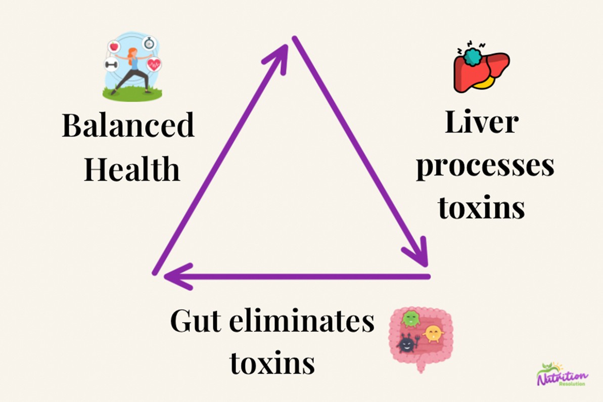 The Gut-Liver Connection Why You Can’t Talk About One Without the Other