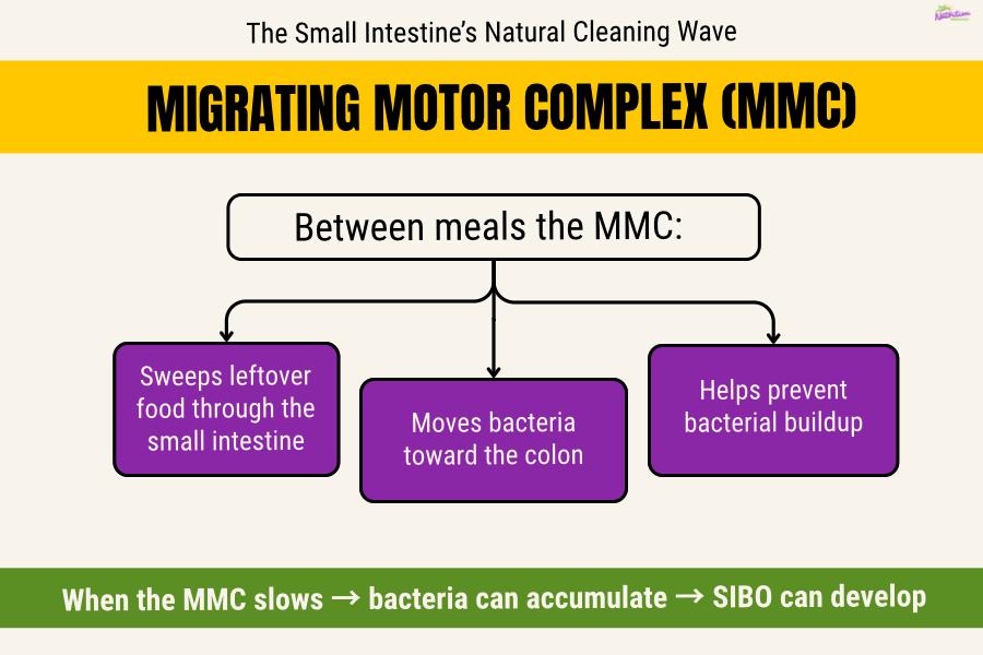 Educational diagram explaining how the migrating motor complex helps move bacteria through the small intestine and prevent bacterial overgrowth
