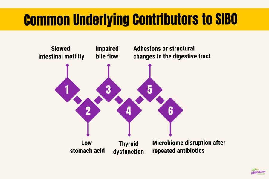 Graphic listing common underlying contributors to SIBO including slowed motility, low stomach acid, bile flow problems, structural changes, microbiome disruption, and thyroid dysfunction