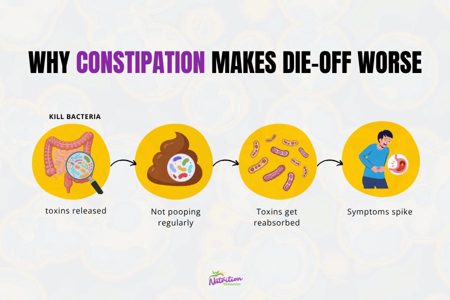 SIBO die-off constipation impact toxin buildup gut health infographic bowel movement importance.