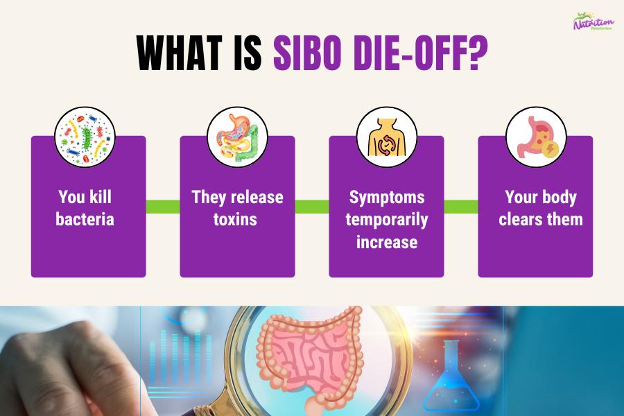 simple explanation of SIBO die-off symptoms process