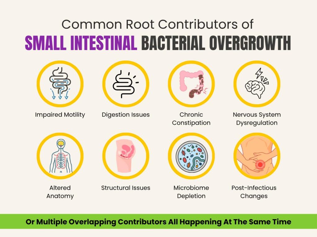 Infographic showing multiple root contributors that create SIBO, including motility, constipation, and stress. 