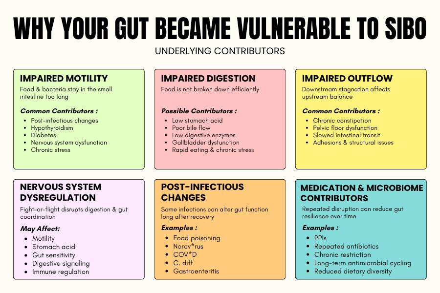 Infographic explaining underlying causes of SIBO including impaired motility, digestion problems, constipation, nervous system dysregulation, microbiome depletion, post-infectious changes, and structural gut issues