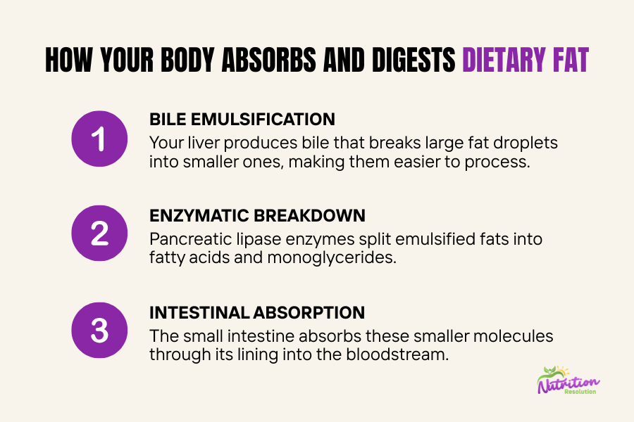 Someone holding their stomach in discomfort, representing common symptoms of fat malabsorption like bloating, diarrhea, and greasy stools.